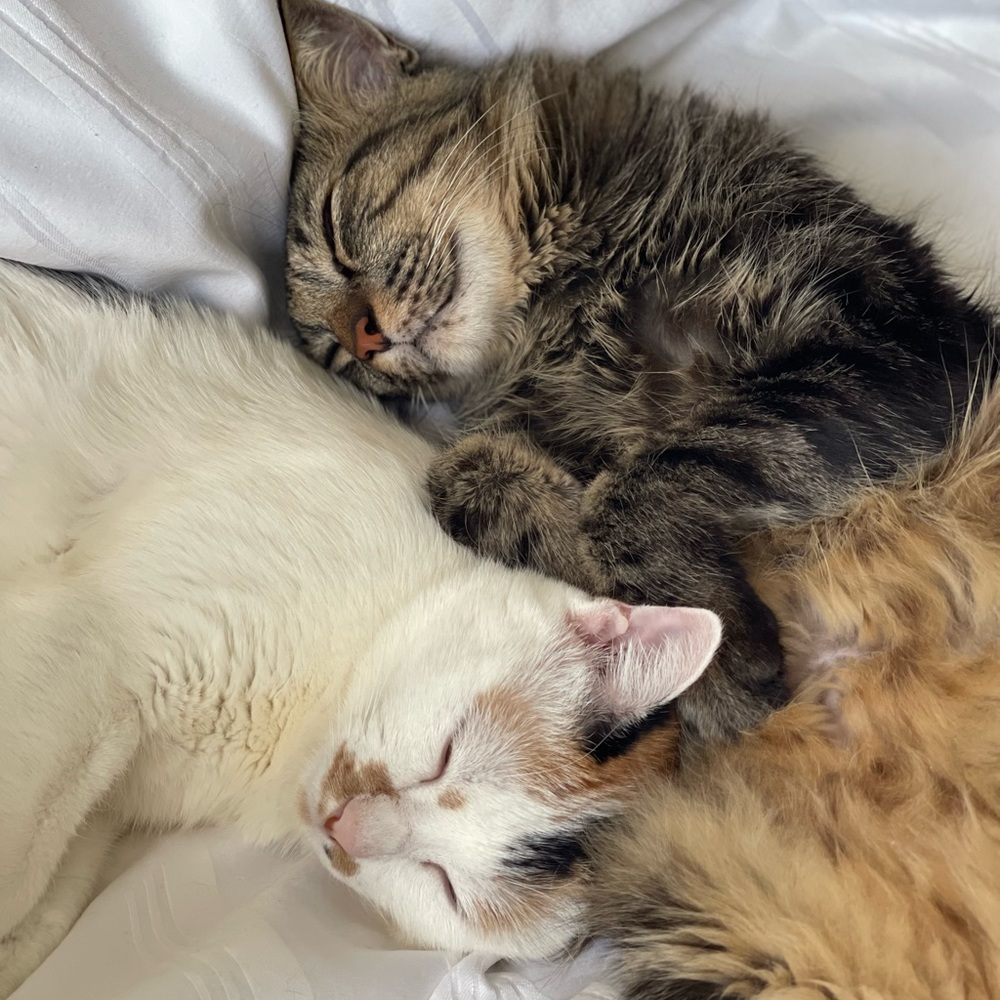 Meet your Posher, Shwuyeong